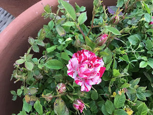 Meet your Posher, Shanelle